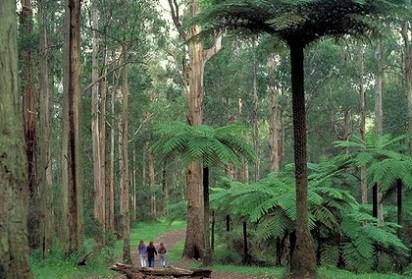 dandenong-ranges