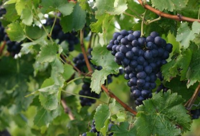 yarra-valley-winerries